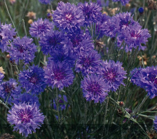 Cornflower Double Blue