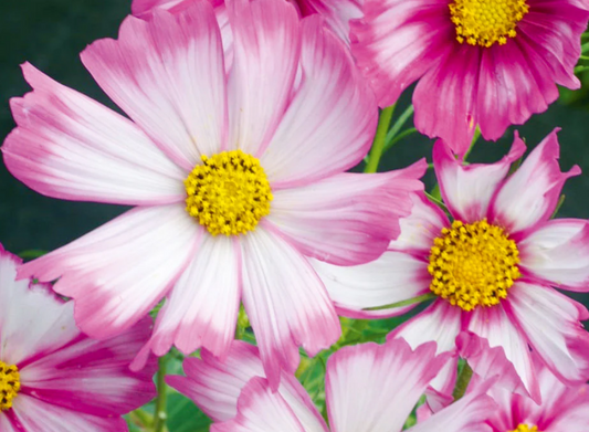Cosmos Candystripe
