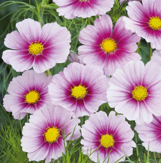 Cosmos Daydream