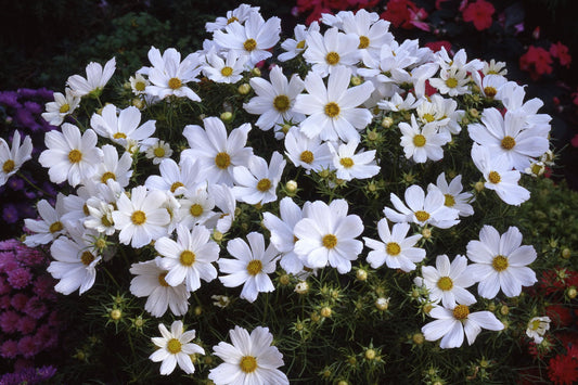 Cosmos Purity
