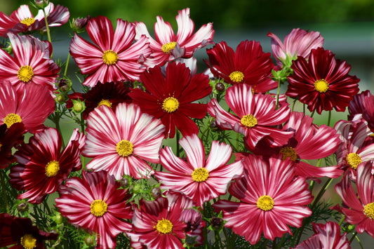 Cosmos Velouette