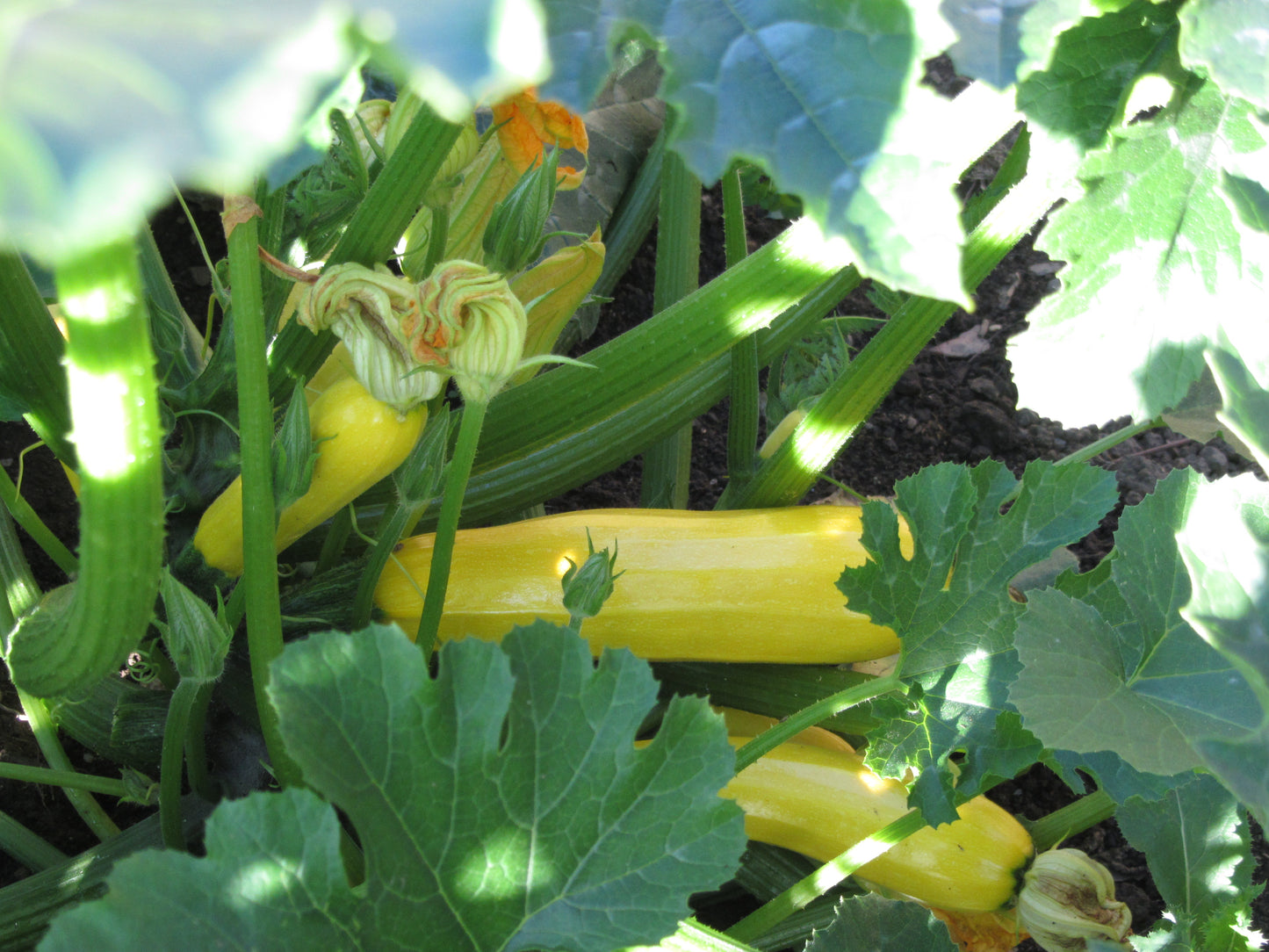 A GIFT TO GROW – THE YEAR IN VEGETABLES