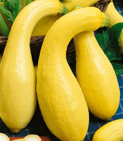 Courgette Crookneck