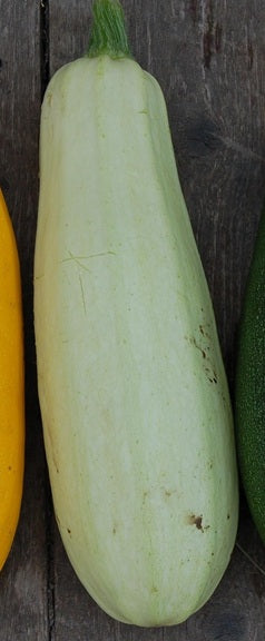 Courgette Bianca Di Trieste
