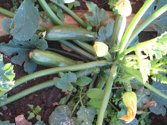 Courgette Ambassador F1