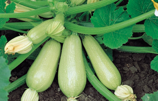 Courgette Clarion F1