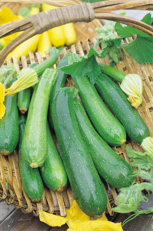 Courgette Early Gem F1