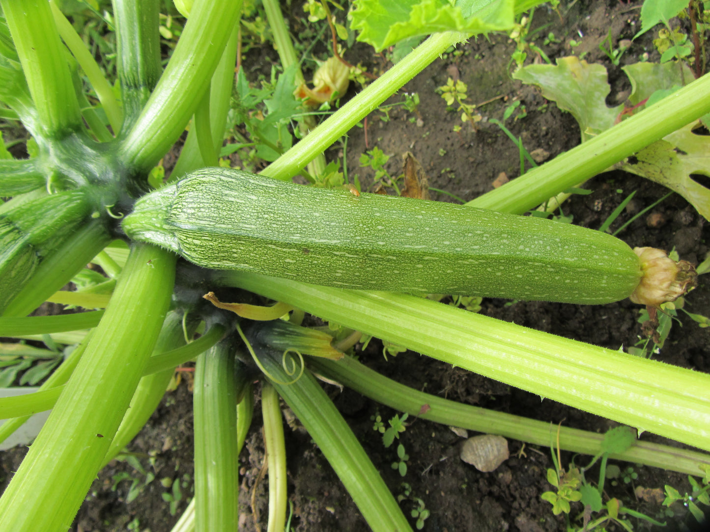 Courgette Genovese