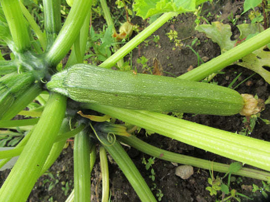Courgette Genovese