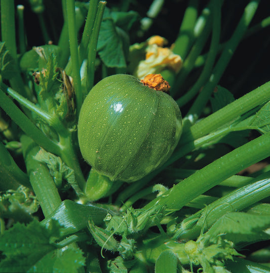 Courgette Tondo Chiaro Di Nizza