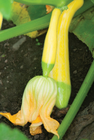 Courgette Zephyr F1