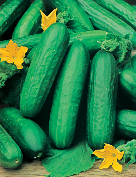 Cucumber Beit Alpha F1