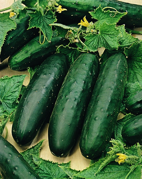 Cucumber Marketmore