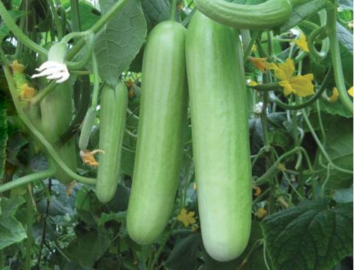 picture of Cucumber Delistar F1