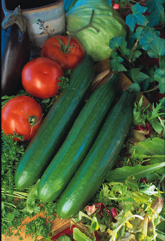 CUCUMBER TRIO 2026