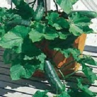 picture of 2025 Cucumber Trio