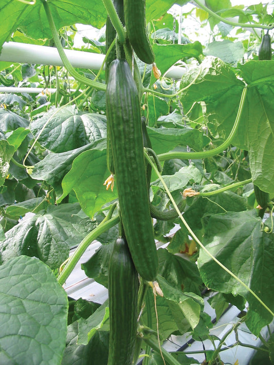 Cucumber Carmen F1