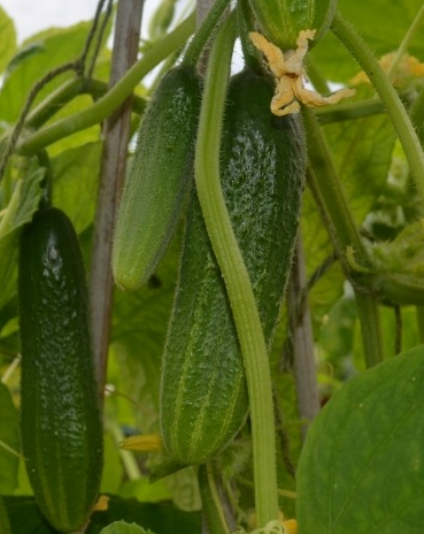 Cucumber Hokus