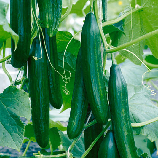 Cucumber Pepinex F1