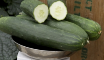 Cucumber Peticue F1