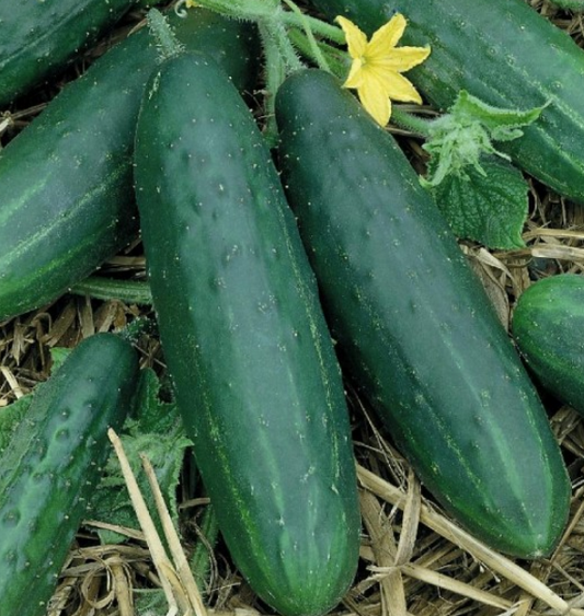 Cucumber Spacemaster