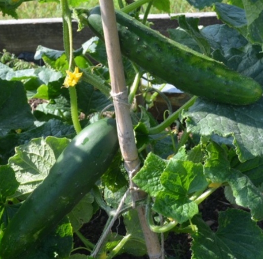 Cucumber Tanja