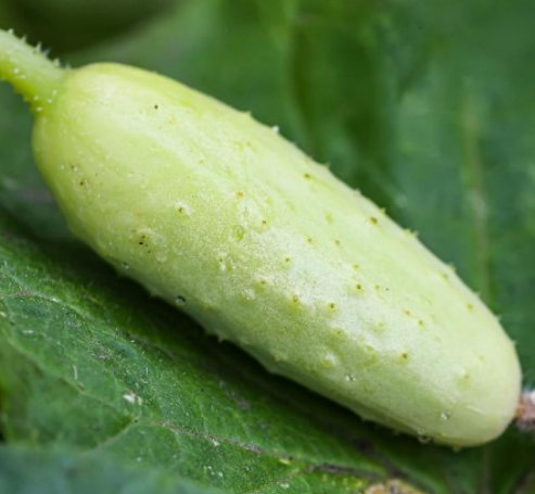 Cucumber White Wonder