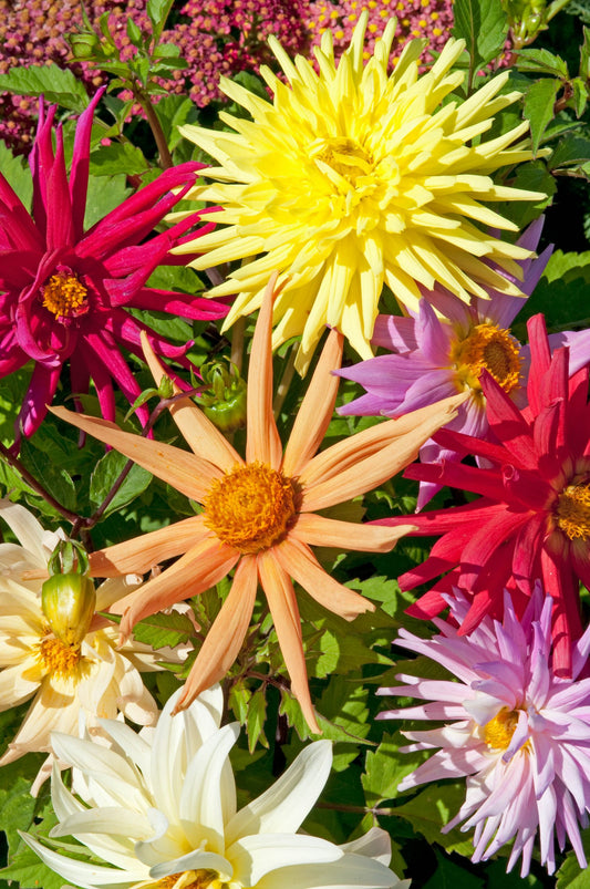 Dahlia Cactus Mix
