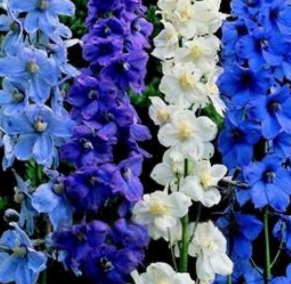 Delphinium Belladonna Mixed