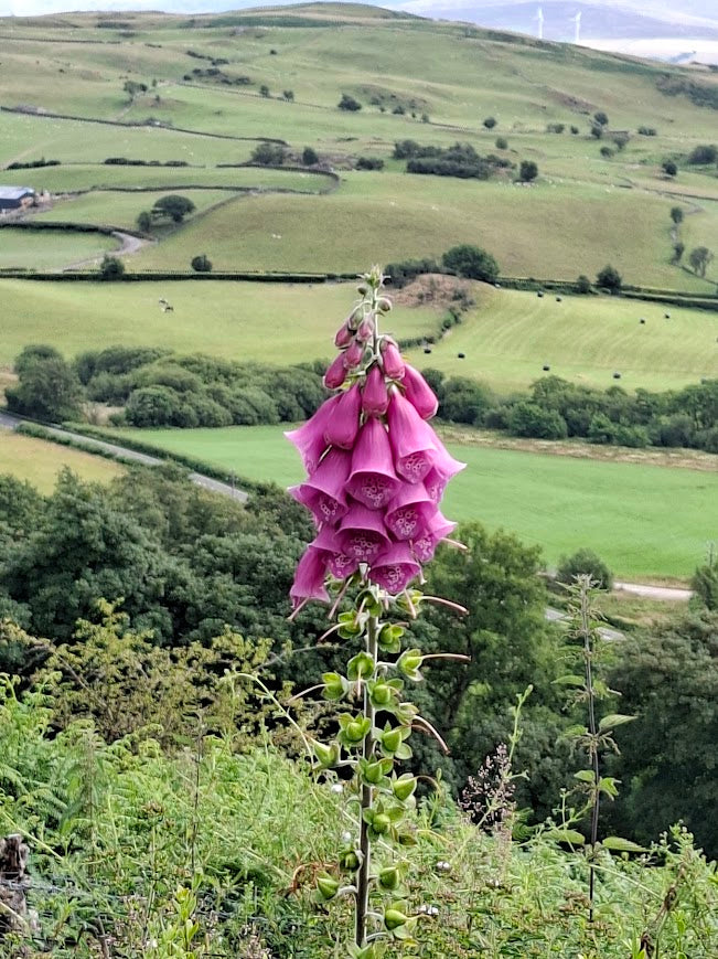 Foxglove purpurea