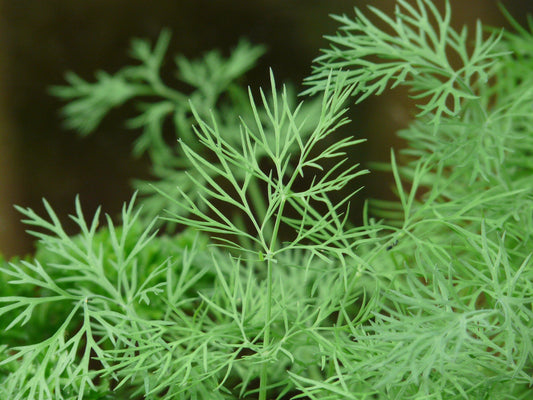 Dill Domino