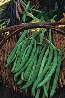 picture of Dwarf French Bean Canadian Wonder (Kidney)