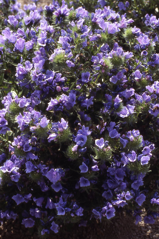 Echium Blue Bedder