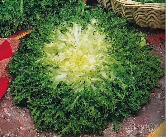 Endive Panaclieri