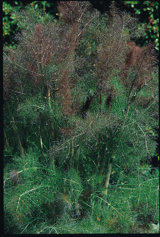 Fennel Bronze