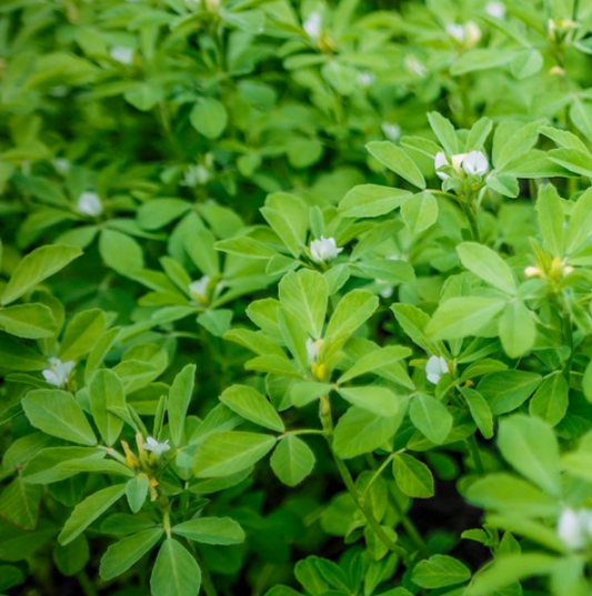 Fenugreek