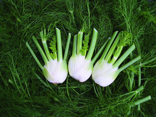 Florence Fennel Romanesco