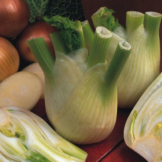 Florence Fennel Sweet Florence