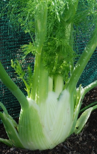 Florence Fennel Zefa Fino