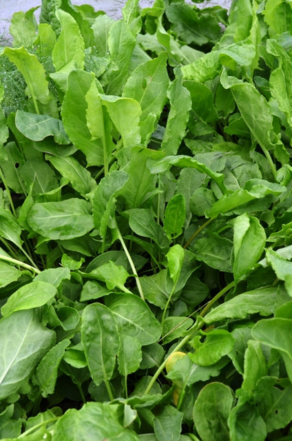 Sorrel French