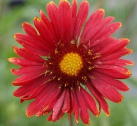 Gaillardia Burgandy