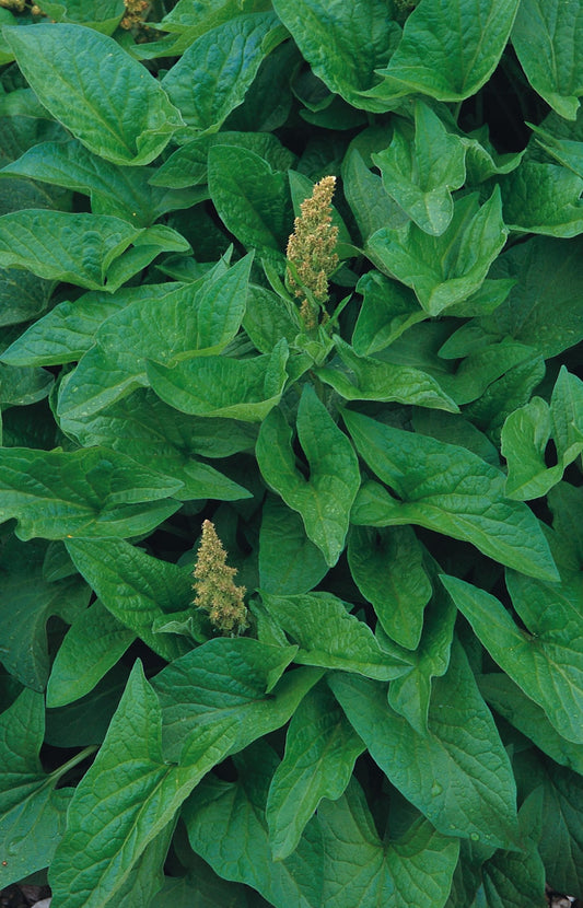 Good King Henry