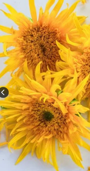 Helianthus Astra Gold