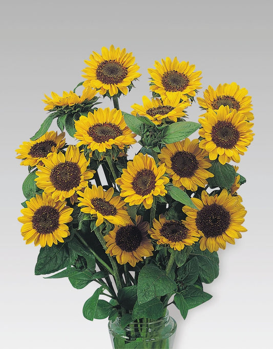 Helianthus Sonja