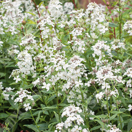 Honesty White
