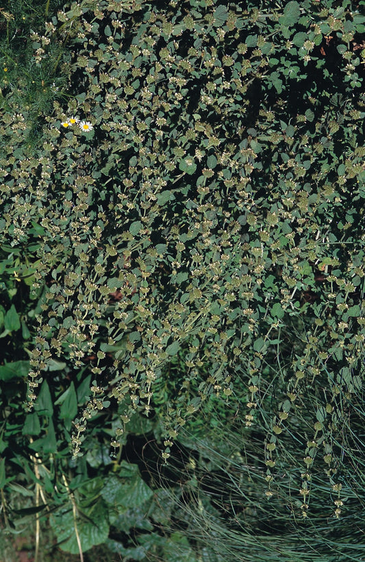 Horehound