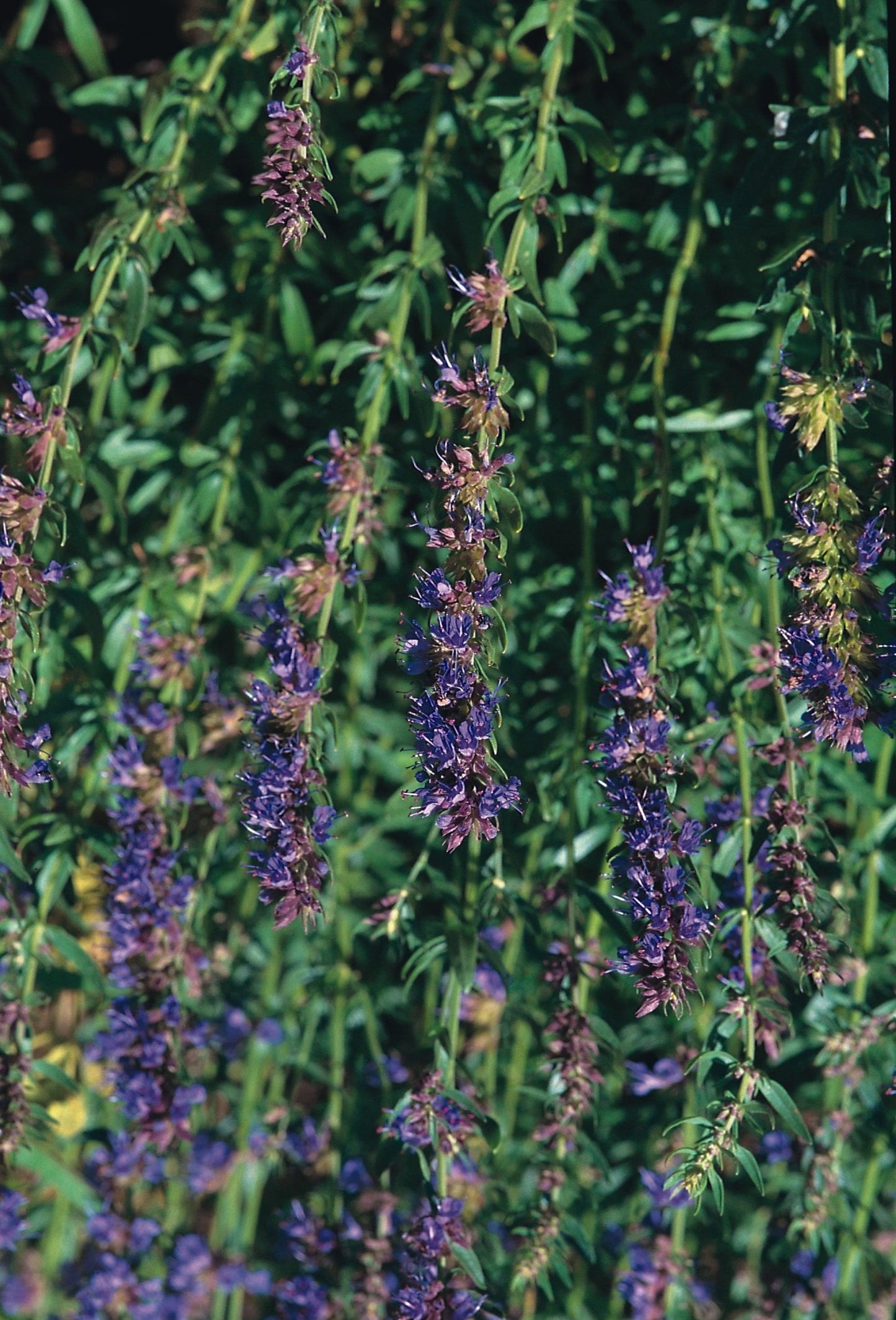 Hyssop
