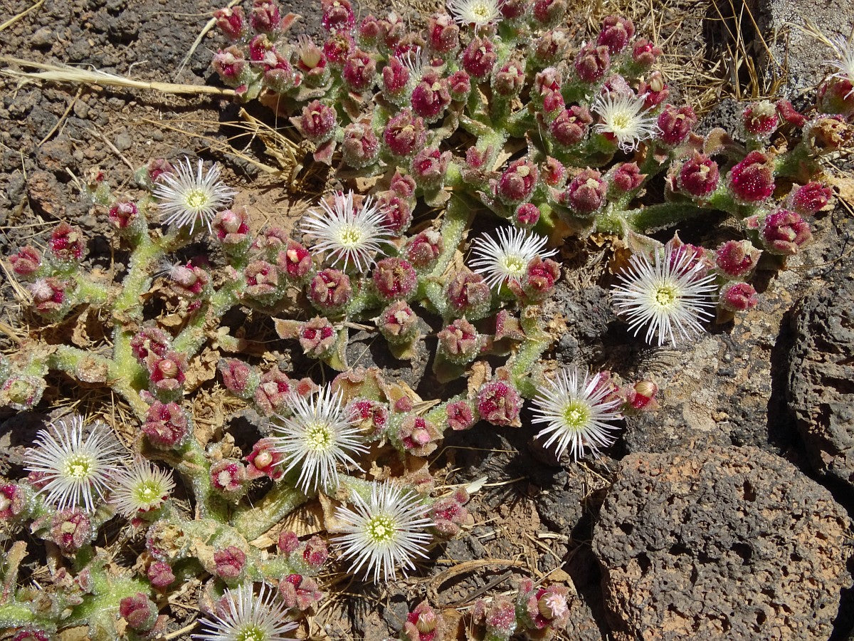 Iceplant
