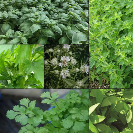 September’s Leafy Herb Collection