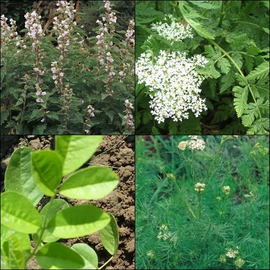 Herbal Discovery Collection